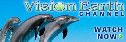 Watch Dolphins Home to the Sea on the Vision Earth Channel